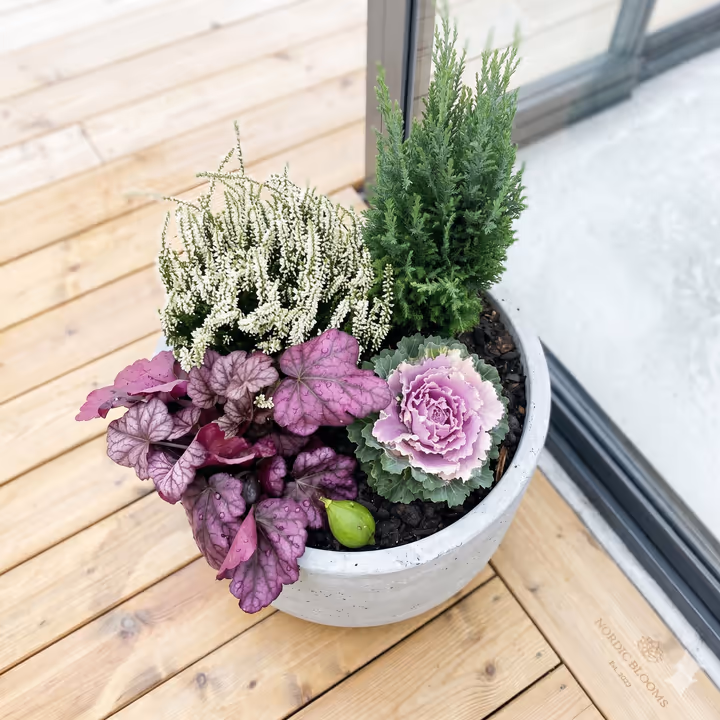 Höstplantering 4