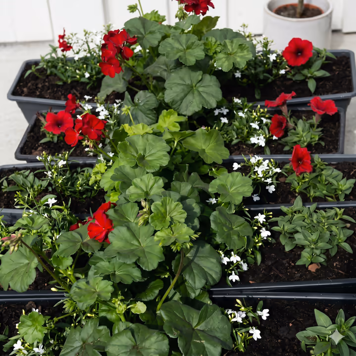 Sommarplantering 3