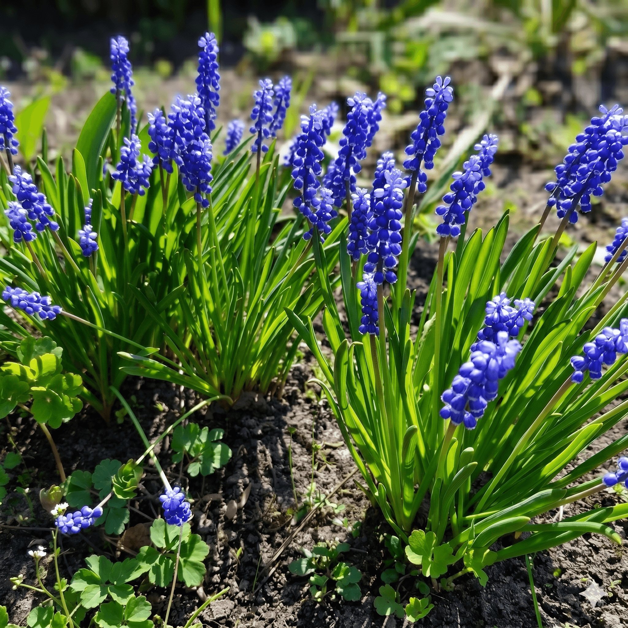 Vårplantering 2